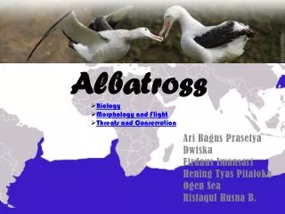 Albatross