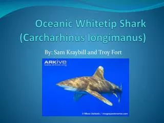 Oceanic Whitetip Shark ( Carcharhinus longimanus )