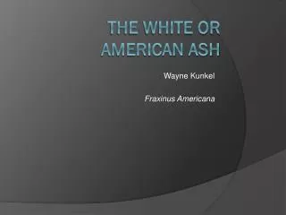 The White or american ash