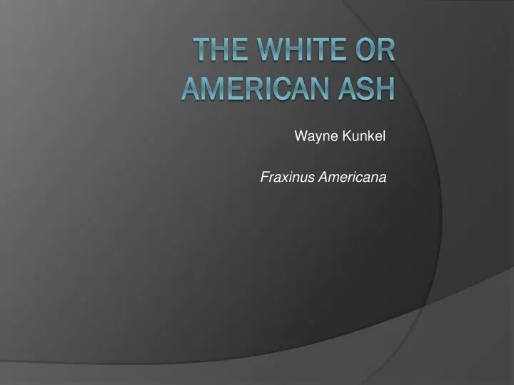 wayne kunkel fraxinus americana