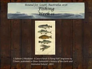 Bound for South Australia 1836 Fishing Week 11