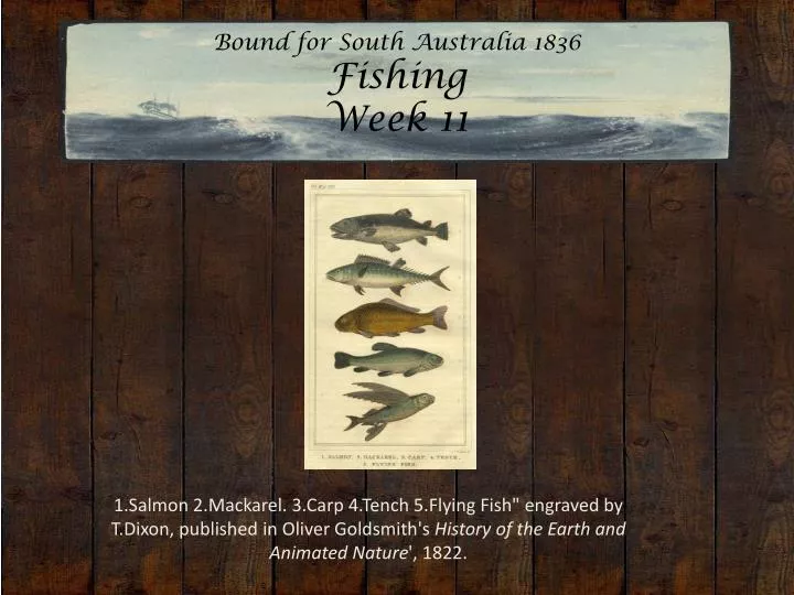 bound for south australia 1836 fishing week 11