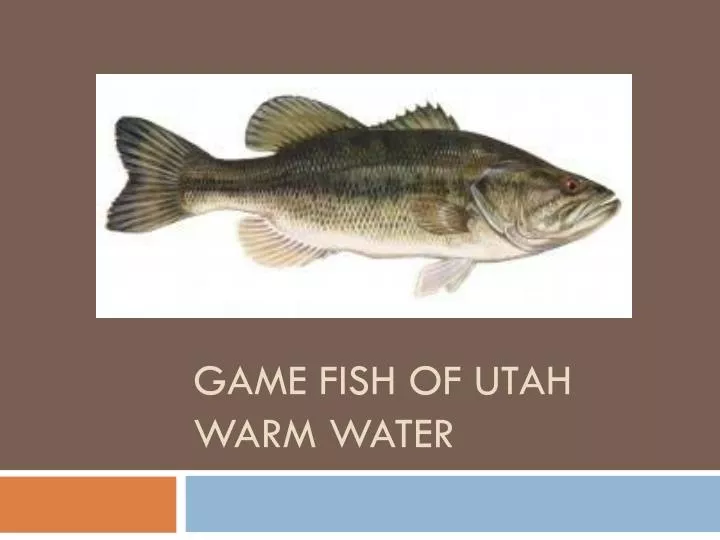 game fish of utah warm water