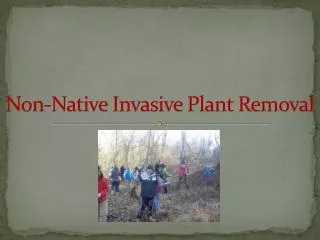 Non-Native Invasive Plant Removal
