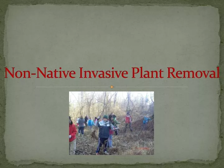 non native invasive plant removal