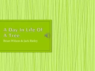 A Day In Life Of A Tree