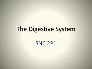 the digestive system