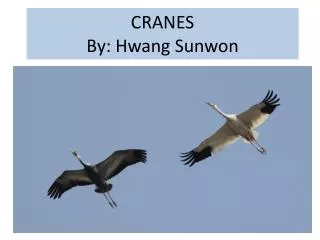 CRANES By: Hwang Sunwon