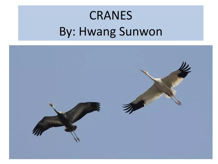 cranes by hwang sunwon