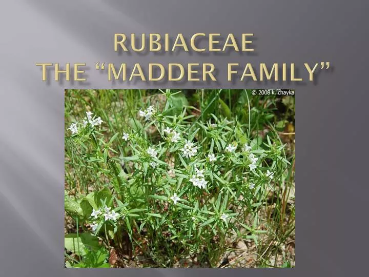 rubiaceae the madder family