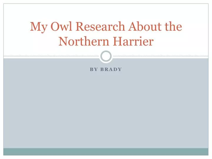 my owl research about the northern harrier