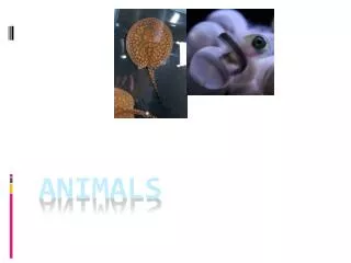 animals