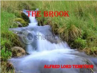 THE BROOK