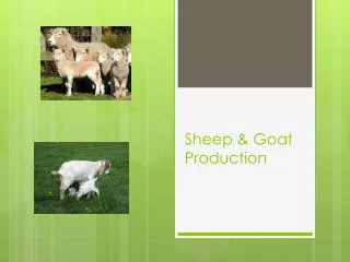 Sheep &amp; Goat Production
