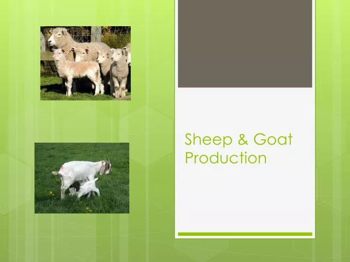 sheep goat production
