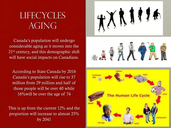 lifecycles aging