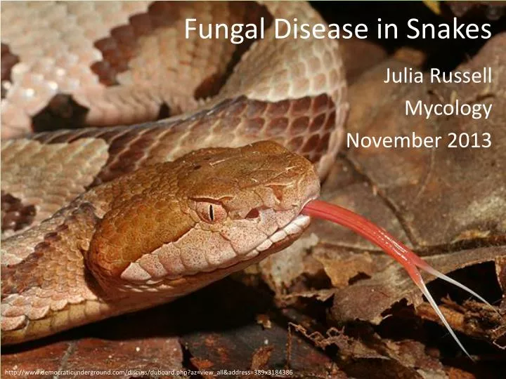 fungal disease in snakes