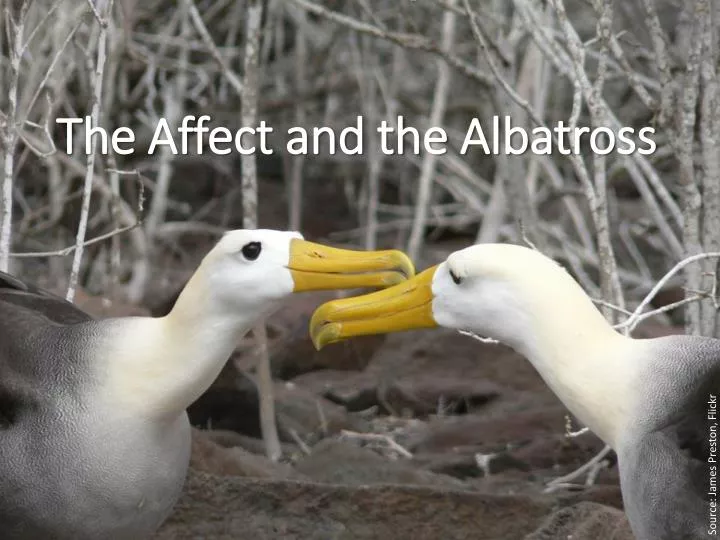 the affect and the albatross