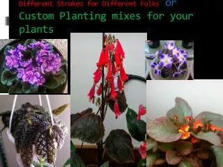 Different Strokes for Different Folks or Custom Planting mixes for your plants