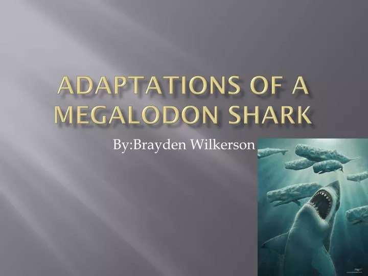adaptations of a m egalodon shark