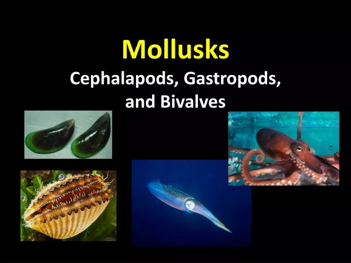 mollusks