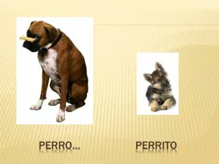 perro
