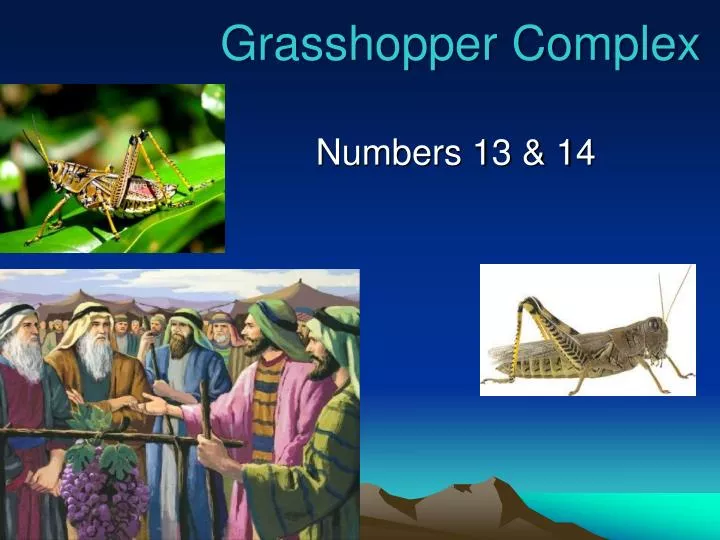 grasshopper complex