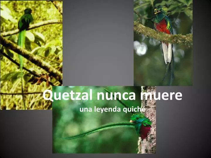 quetzal nunca muere una leyenda quich
