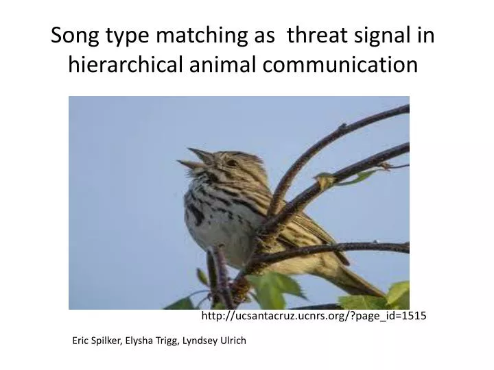song type matching as threat signal in hierarchical animal communication