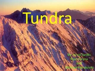 tundra