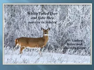 White-Tailed Deer and How they survive in winter