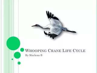 Whooping Crane Life Cycle