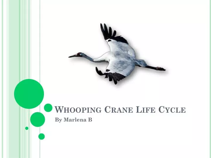 whooping crane life cycle