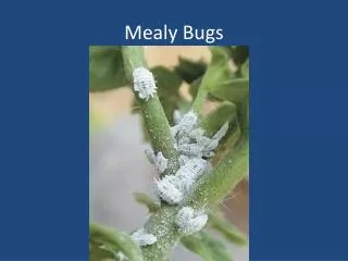 mealy bugs