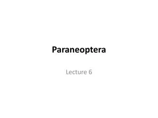 Paraneoptera