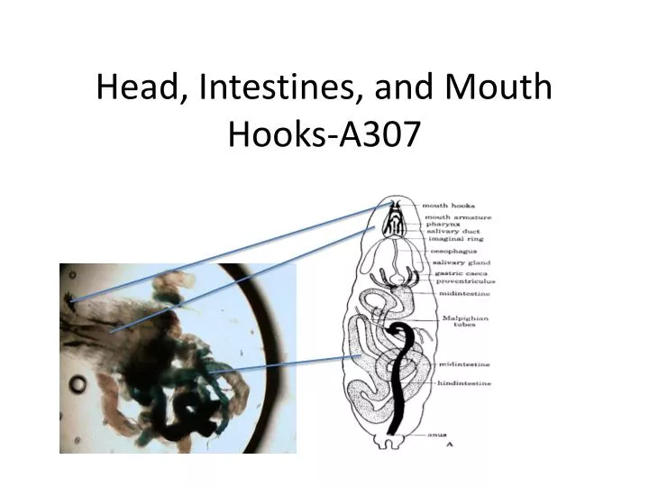 head intestines and mouth hooks a307