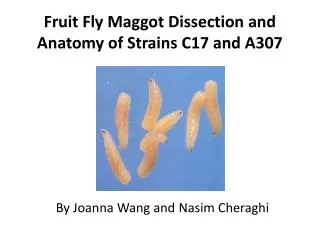 Fruit Fly Maggot Dissection and Anatomy of Strains C17 and A307
