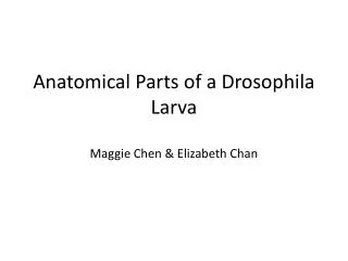 Anatomical Parts of a Drosophila Larva Maggie Chen &amp; Elizabeth Chan
