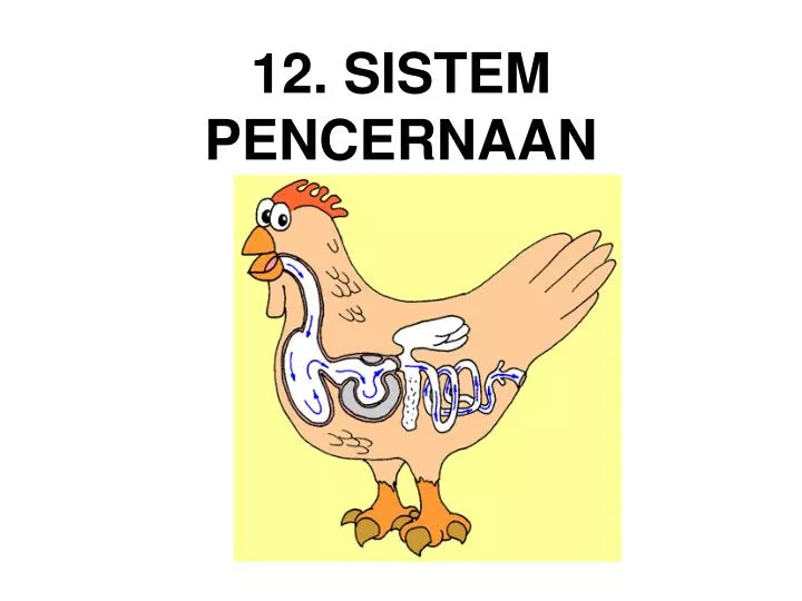 12 sistem pencernaan