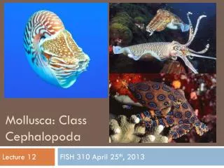Mollusca: Class Cephalopoda