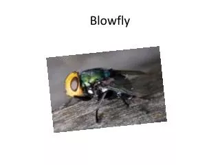 Blowfly