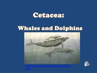 Cetacea :