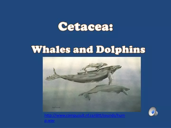 cetacea