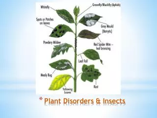 Plant Disorders &amp; Insects
