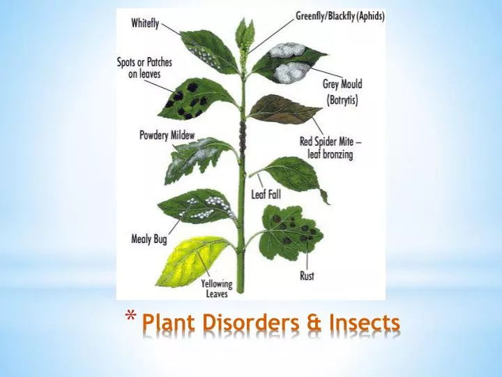 plant disorders insects