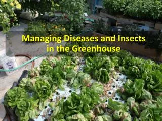 Managing Diseases and Insects in the Greenhouse
