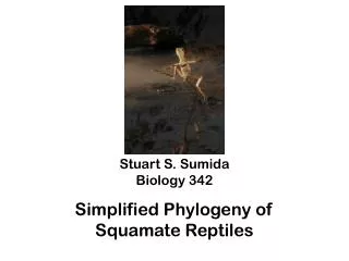 Stuart S. Sumida Biology 342 Simplified Phylogeny of Squamate Reptiles