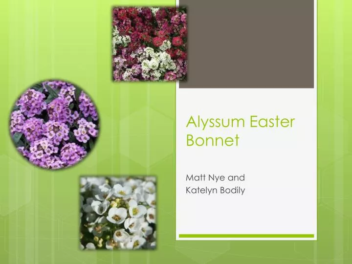 alyssum easter bonnet