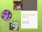 Alyssum Easter Bonnet - slide 1