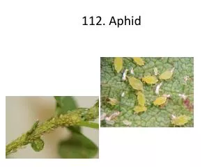 112. Aphid